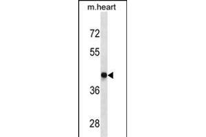 DRD4 Antibody (Center) (ABIN1882235 and ABIN2843892) western blot analysis in mouse heart tissue lysates (35 μg/lane). (DRD4 抗体  (AA 365-391))