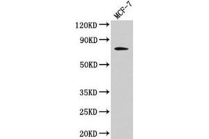 Western Blot Positive WB detected in: MCF-7 whole cell lysate All lanes: RAF1 antibody at 4 μg/mL Secondary Goat polyclonal to rabbit IgG at 1/50000 dilution Predicted band size: 74, 76 kDa Observed band size: 74 kDa (RAF1 抗体  (AA 1-648))