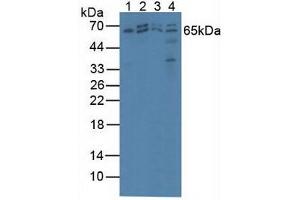 Figure. (AMP Activated Protein Kinase Alpha2 (AA 252-493) 抗体)
