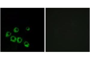 Immunofluorescence (IF) image for anti-Vasoactive Intestinal Peptide Receptor 1 (VIPR1) (AA 332-381) antibody (ABIN2891102) (VIPR1 抗体  (AA 332-381))