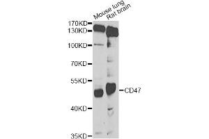 Western blot analysis of extracts of various cell lines, using CD47 Antibody (ABIN5974380) at 1/1000 dilution. (CD47 抗体)