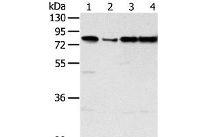 Western Blot analysis of Jurkat, hepg2, Raji and A431 cell using TAF15 Polyclonal Antibody at dilution of 1:450 (TAF15 抗体)