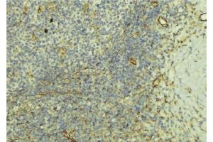 ABIN6277380 at 1/100 staining Human lymph tissue by IHC-P. (KISS1R 抗体  (C-Term))