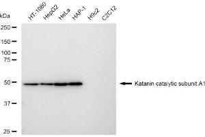 Western blotting analysis using Katanin catalytic subunit A1 antibody (ABIN7800946). (Recombinant KATNA1 抗体)