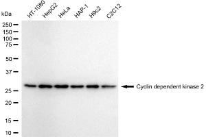 Western blotting analysis using cyclin dependent kinase 2 antibody (ABIN7798212). (Recombinant CDK2 抗体)
