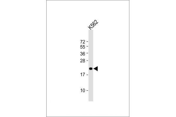FEV Antikörper  (AA 17-49)