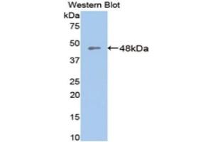 Western Blotting (WB) image for anti-Glutamic-Oxaloacetic Transaminase 1, Soluble (Aspartate Aminotransferase 1) (GOT1) (AA 1-413) antibody (ABIN1077844) (GOT1 抗体  (AA 1-413))