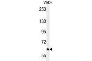Western blot analysis in WiDr cell line lysates (35ug/lane) using PIK3R5  Antibody  (C-term). (PIK3R5 抗体  (C-Term))