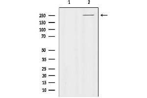 Western blot analysis of lysates from HUVEC, using PTPRZ1 Antibody.