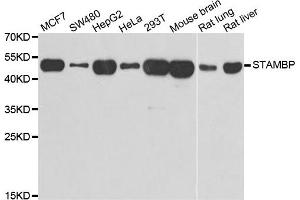 Western blot analysis of extracts of various cell lines, using STAMBP antibody. (STAMBP 抗体)
