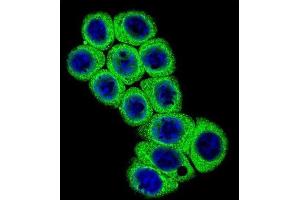 Immunofluorescence (IF) image for anti-delta Like Protein 3 (DLL3) antibody (ABIN5016322) (DLL3 抗体)