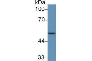 Western Blot; Sample: Human MCF7 cell lysate; Primary Ab: 5µg/ml Rabbit Anti-Mouse IRF6 Antibody Second Ab: 0. (IRF6 抗体  (AA 150-445))