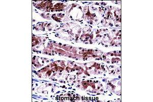 Immunohistochemistry (Formalin/PFA-fixed paraffin-embedded sections) of human stomach tissue with NXF1 polyclonal antibody  followed by peroxidase conjugation of the secondary antibody and DAB staining. (NXF1 抗体  (AA 1-30))
