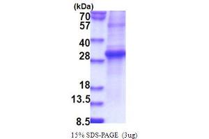 SDS-PAGE (SDS) image for Kallikrein 11 (KLK11) (AA 54-278) protein (ABIN5853826)