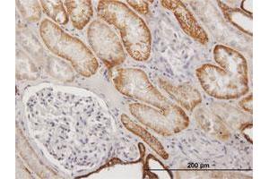 Immunoperoxidase of purified MaxPab antibody to CDH16 on formalin-fixed paraffin-embedded human kidney. (Cadherin-16 抗体  (AA 1-829))