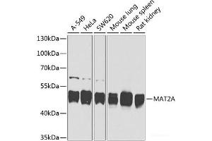 Western blot analysis of extracts of various cell lines using MAT2A Polyclonal Antibody at dilution of 1:1000. (MAT2A 抗体)