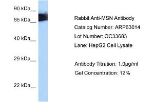 Western Blotting (WB) image for anti-Moesin (MSN) (C-Term) antibody (ABIN2789338) (Moesin 抗体  (C-Term))