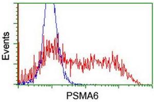 Image no. 3 for anti-Proteasome Subunit alpha 6 (PSMA6) antibody (ABIN1500466) (PSMA6 抗体)