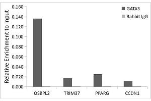 Chromatin immunoprecipitation analysis of extracts of MCF7 cells, using [KO Validated] G Rabbit mAb antibody  and rabbit IgG. (GATA3 抗体)