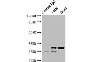 Immunoprecipitating PHB in HEK293 whole cell lysate Lane 1: Rabbit control IgG (1 μg) instead of ABIN7164704 in HEK293 whole cell lysate. (Prohibitin 抗体  (AA 1-272))