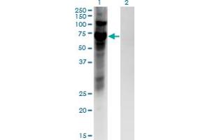 Western Blot analysis of ZNF10 expression in transfected 293T cell line by ZNF10 monoclonal antibody (M03), clone 1E1. (ZNF10 抗体  (AA 1-98))