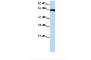 Image no. 1 for anti-Phosphatidylinositol Glycan W (PIGW) (AA 264-313) antibody (ABIN6739249) (PIGW 抗体  (AA 264-313))