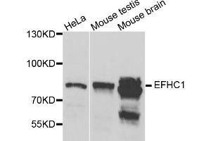 Western blot analysis of extracts of various cell lines, using EFHC1 antibody (ABIN5975244) at 1/1000 dilution. (EFHC1 抗体)