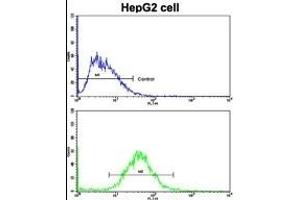 Flow cytometric analysis of HepG2 cells using Cyclin A (CCNA2) Antibody (N-term)(bottom histogram) compared to a negative control cell (top histogram). (Cyclin A 抗体  (N-Term))