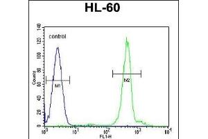 DA5 Antibody (N-term) (ABIN655277 and ABIN2844869) flow cytometric analysis of HL-60 cells (right histogram) compared to a negative control cell (left histogram). (DPPA5 抗体  (N-Term))