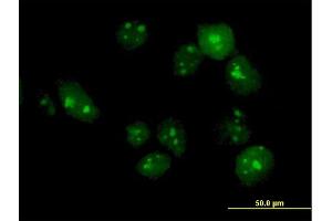 Immunofluorescence of purified MaxPab antibody to TTLL6 on HeLa cell. (TTLL6 抗体  (AA 1-569))