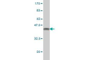 Western Blot detection against Immunogen (38. (Retinoblastoma Binding Protein 4 抗体  (AA 316-426))