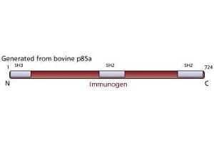 Image no. 1 for anti-Phosphoinositide 3 Kinase, p85 alpha (PI3K p85a) antibody (ABIN967523) (PIK3R1 抗体)
