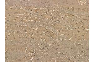 Hsp90 beta Mouse Monoclonal Antibody at 1/100 staining rat brain tissue by IHC-P.