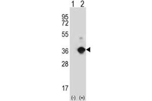 Western blot analysis of ANGPTL7 antibody and 293 cell lysate either nontransfected (Lane 1) or transiently transfected (2) with the ANGPTL7 gene. (ANGPTL7 抗体  (AA 74-104))