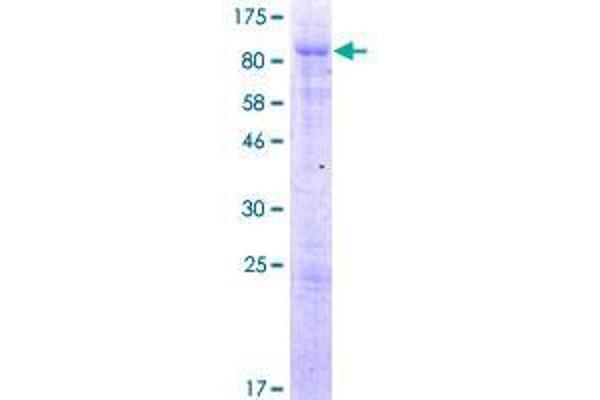 arfgap2 Protein (AA 1-521) (GST tag)