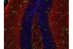 Indirect immunostaining of PFA fixed paraffin embedded mouse hippocampus section with anti-Synaptogyrin 1 (dilution 1 : 500; red) and chicken anti-GFAP (, dilution 1 : 500; green). (Synaptogyrin 1 抗体  (AA 220-234))