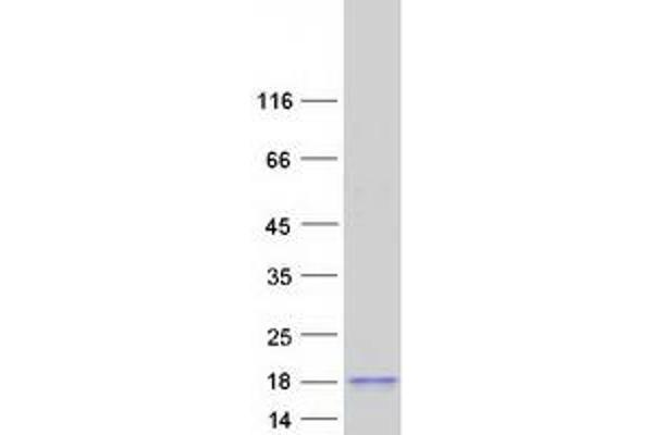 SPACA4 Protein (Myc-DYKDDDDK Tag)