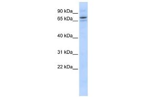 SEC23B antibody used at 1 ug/ml to detect target protein. (Sec23 Homolog B 抗体)
