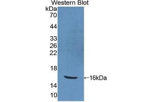 Western Blotting (WB) image for anti-Peroxisome Proliferator-Activated Receptor gamma (PPARG) (AA 157-274) antibody (ABIN3207605) (PPARG 抗体  (AA 157-274))