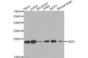 Western blot analysis of extracts of various cell lines, using CBX5 antibody. (CBX5 抗体  (AA 1-100))