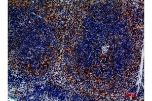 Immunohistochemistry (IHC) analysis of paraffin-embedded Mouse Spleen, antibody was diluted at 1:100. (CCR4 抗体  (N-Term))