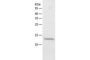 MRPS28 Protein (AA 72-187) (His tag)