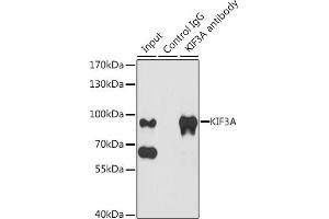 Immunoprecipitation (IP) image for anti-Kinesin Family Member 3A (KIF3A) (AA 430-699) antibody (ABIN6142871)