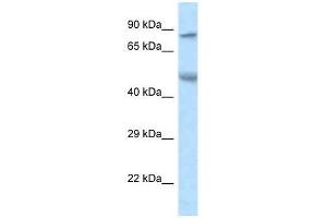Western Blot showing Zfp90 antibody used at a concentration of 1. (ZNF90 抗体  (N-Term))