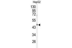 Western blot analysis of HIBCH antibody (Center) in HepG2 cell line lysates (35ug/lane).