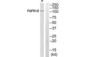 Western Blotting (WB) image for anti-FGFR1, FGFR2 (Tyr463), (Tyr466) antibody (ABIN1848296) (FGFR1/FGFR2 抗体  (Tyr463, Tyr466))