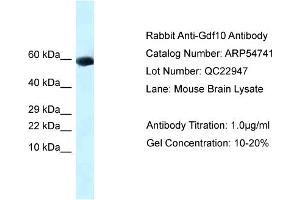 Western Blotting (WB) image for anti-Growth Differentiation Factor 10 (GDF10) (Middle Region) antibody (ABIN2785860) (GDF10 抗体  (Middle Region))