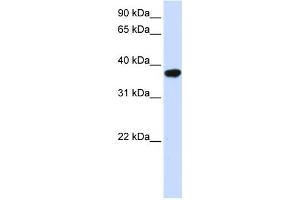 Western Blotting (WB) image for anti-Isoprenylcysteine Carboxyl Methyltransferase (ICMT) antibody (ABIN2459058) (ICMT 抗体)