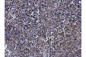 Immunohistochemistry (IHC) image for anti-X-Linked Inhibitor of Apoptosis (XIAP) (C-Term) antibody (ABIN2854771)