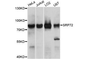 Western blot analysis of extracts of various cell lines, using SRP72 antibody. (SRP72 抗体)